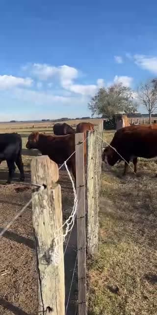 Día de campo