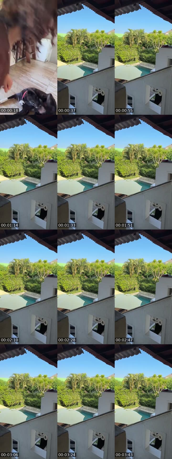 @amazonicee TikTok live stream