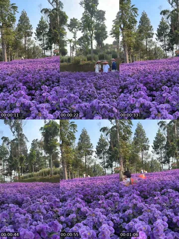 blooming pikok and aster