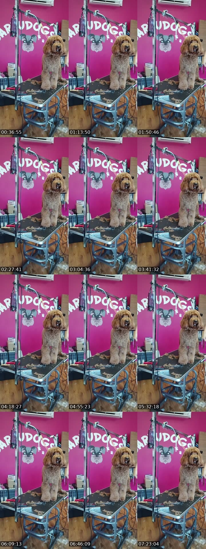 Mañaneos Barbudogs