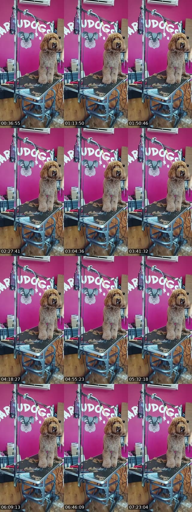 TikTok live: Mañaneos Barbudogs by @barbudogs