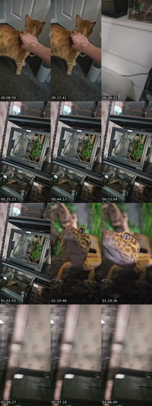 TikTok live: WARNING EXOTIC PETS-(I'm 19) by @skys.animal.zoo