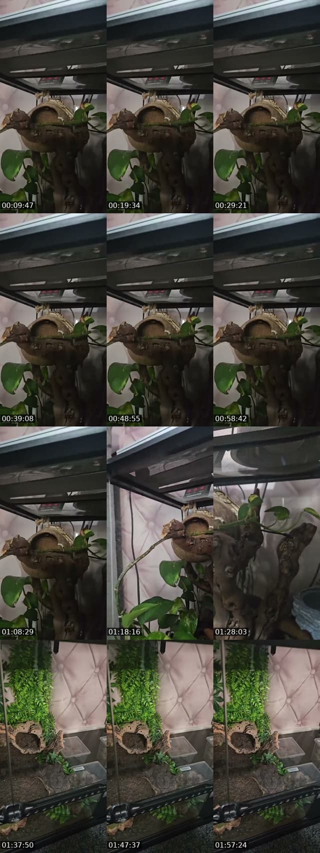 TikTok live: WARNING EXOTIC PETS-(I'm 19) by @skys.animal.zoo
