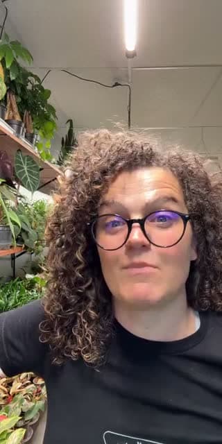 @rootedplantshop TikTok live stream