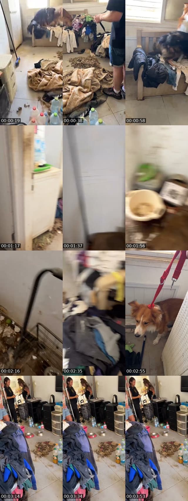 @shanti.farm.rescue TikTok live