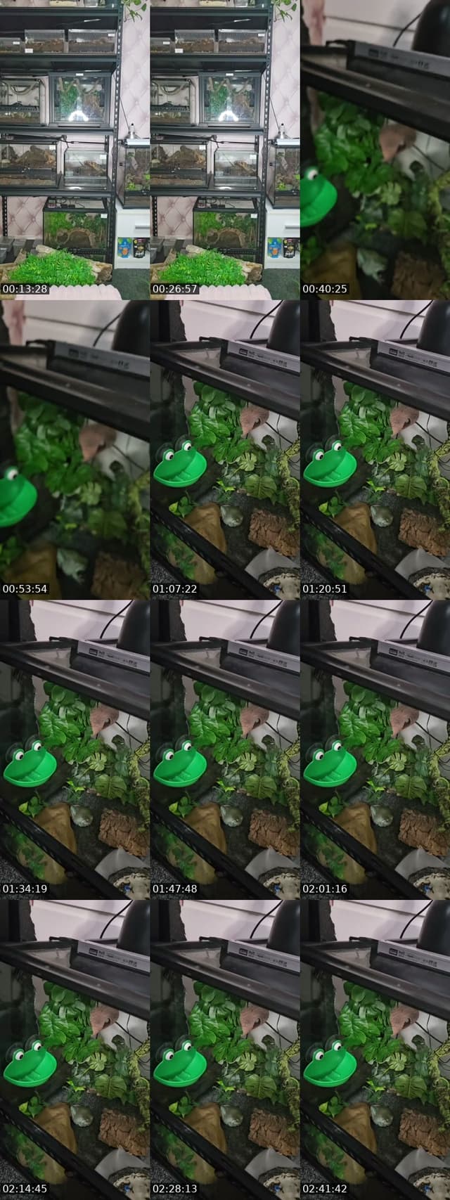 TikTok live: WARNING EXOTIC PETS-(I'm 19) by @skys.animal.zoo