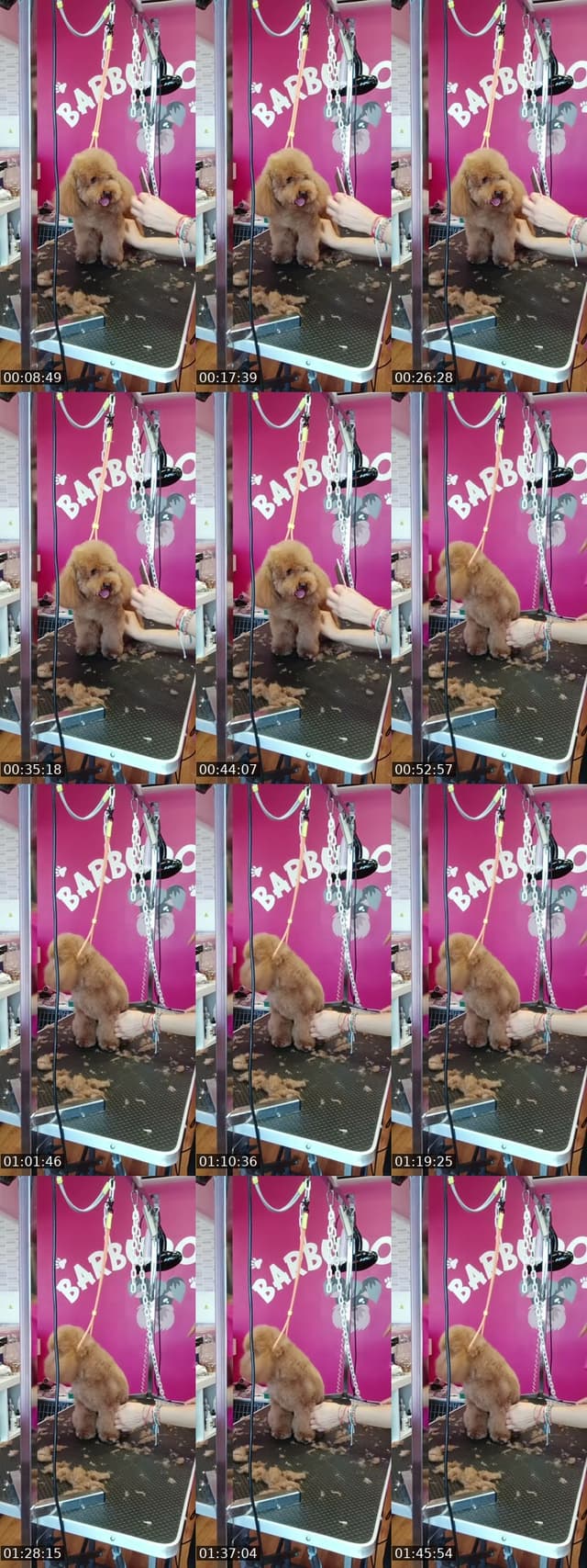 Mañaneos Barbudogs - @barbudogs