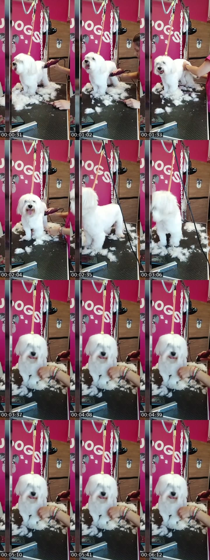 @barbudogs TikTok live stream