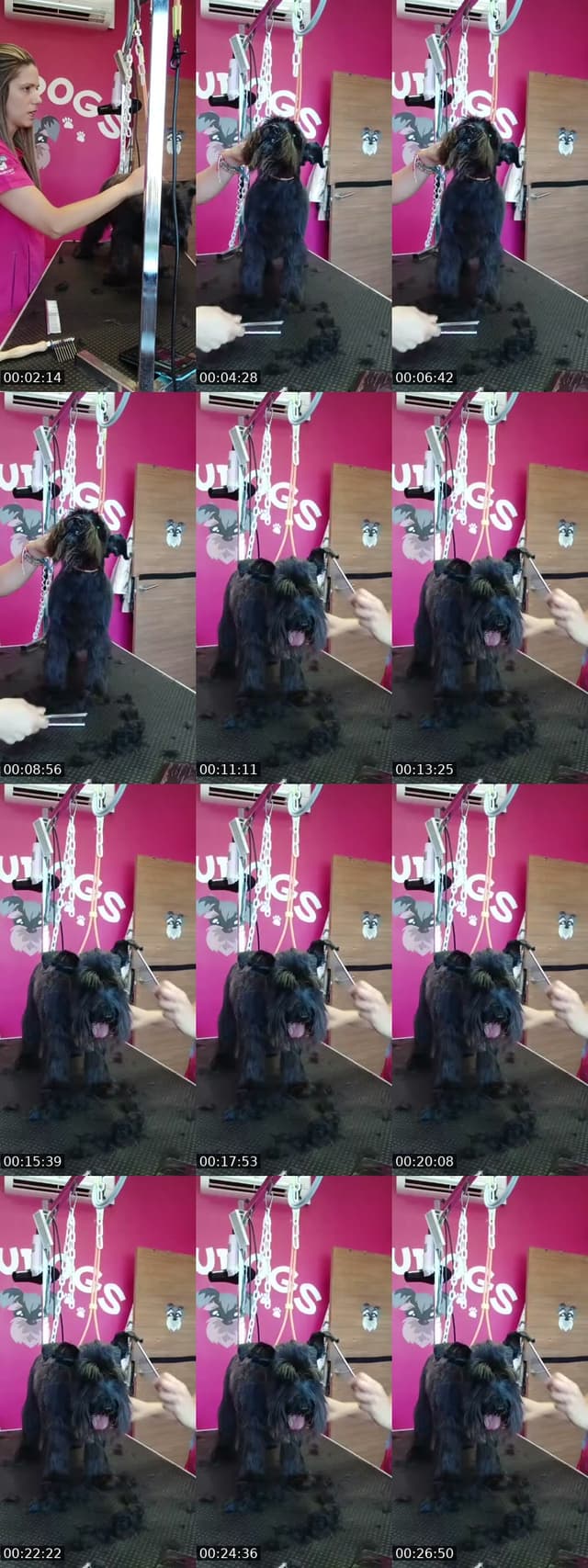 Mañaneos Barbudogs - @barbudogs
