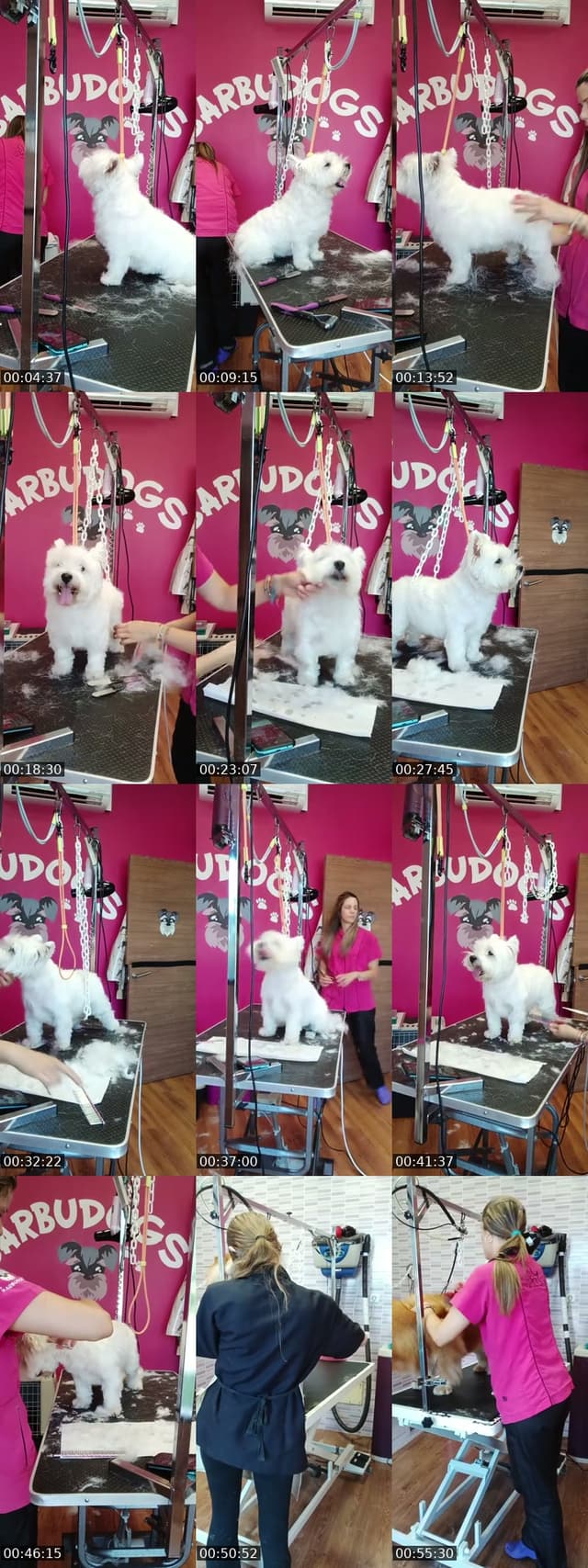 TikTok live: Mañaneos Barbudogs by @barbudogs