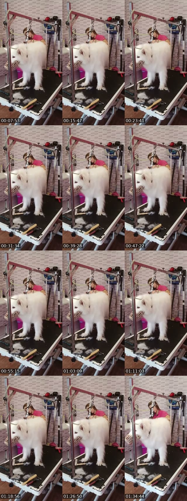 TikTok live: Mañaneos Barbudogs by @barbudogs