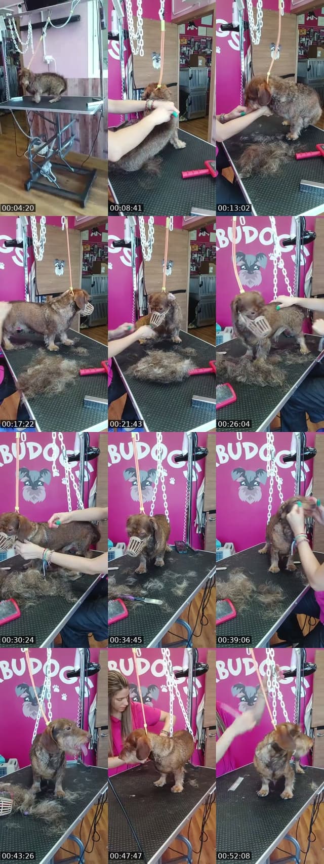 TikTok live: Mañaneos Barbudogs by @barbudogs