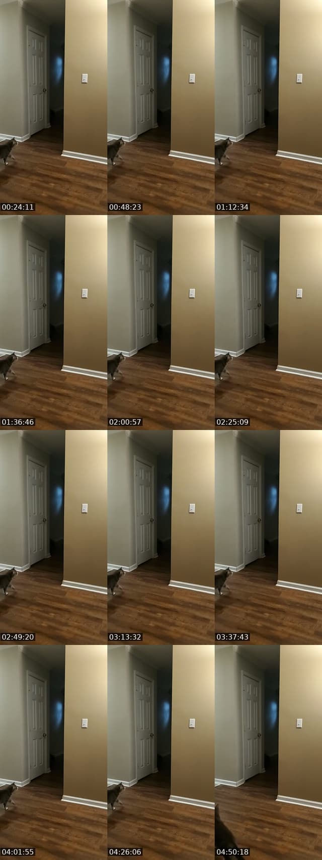 United States TikTok live: rattling basement door by @authorkyleanthony