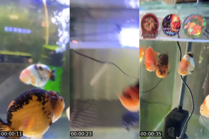 @cessss046 TikTok live stream